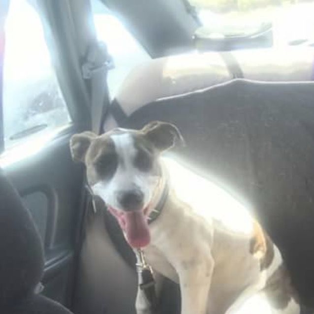 Photo of Kira (On Adoption Trial)