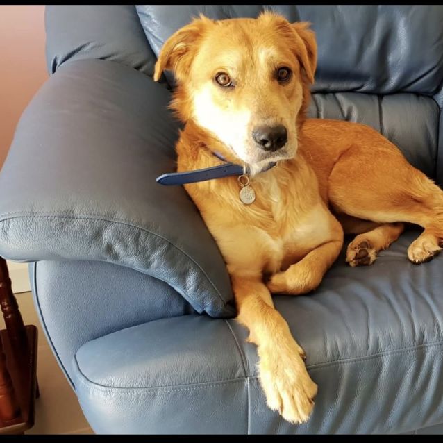 Casey Medium Male Golden Retriever x Kelpie Mix Dog in NSW PetRescue