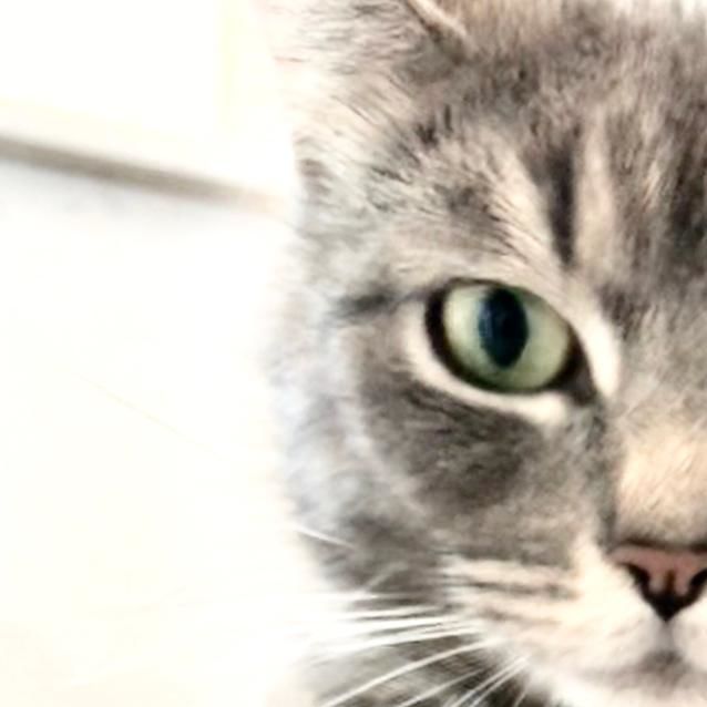 Photo of Dandy