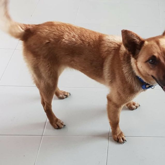 Photo of Sasha (On Adoption Trial)