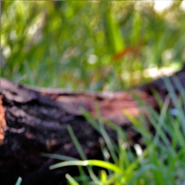 Photo of Lady And Daphne