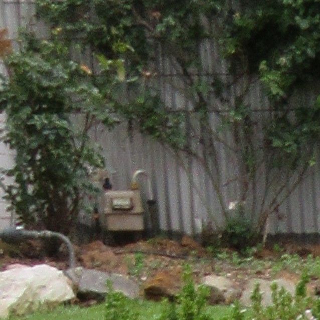 Photo of Lily *On Trial In Her New Home*