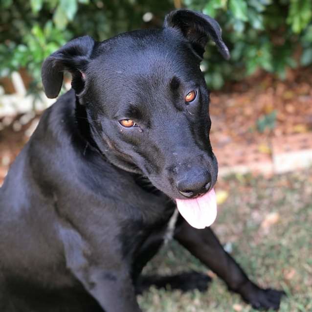 Photo of Chop