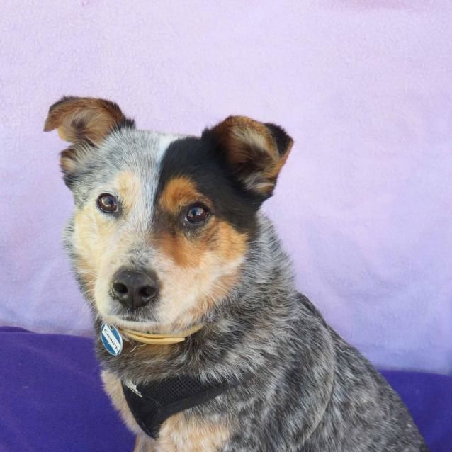 Champ Medium Male Australian Cattle Dog x Jack Russell Terrier Mix