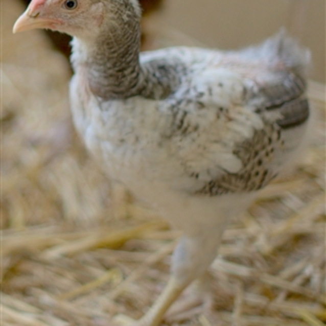 Photo of Cinnamon