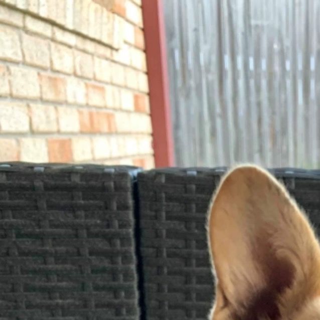Photo of Ginger