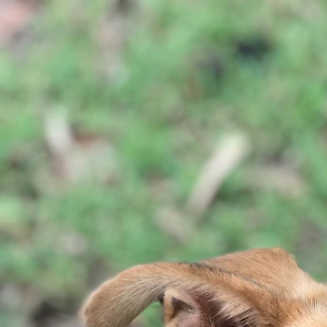 Photo of Jed