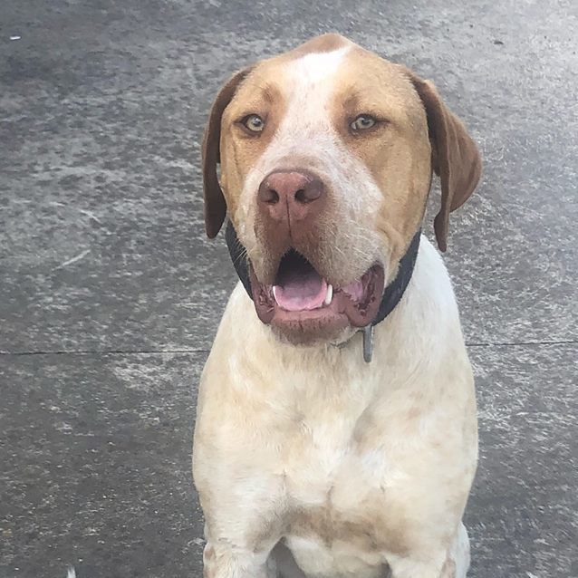 Photo of Rusty. Young Gentle Giant 💕