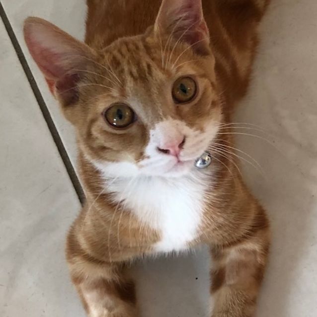Photo of Toby