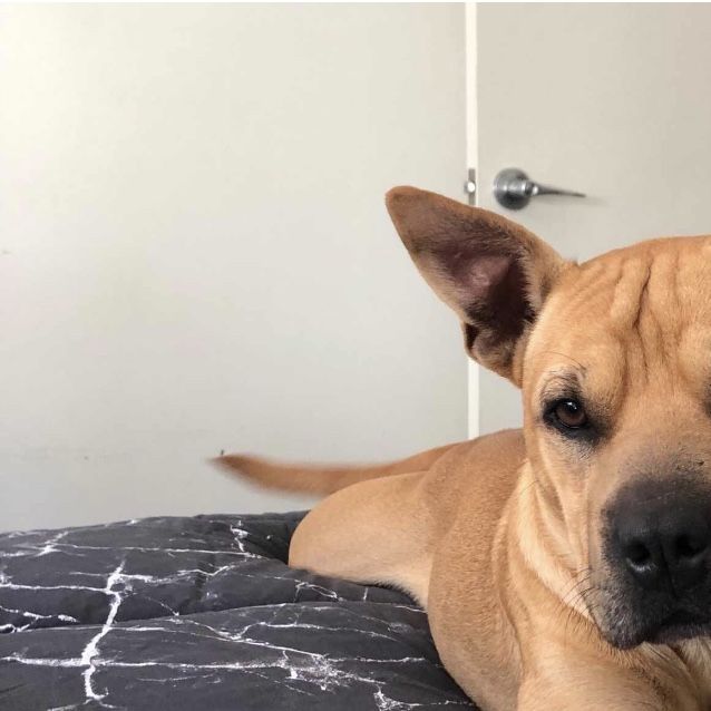 Photo of Jupiter (On Adoption Trial)