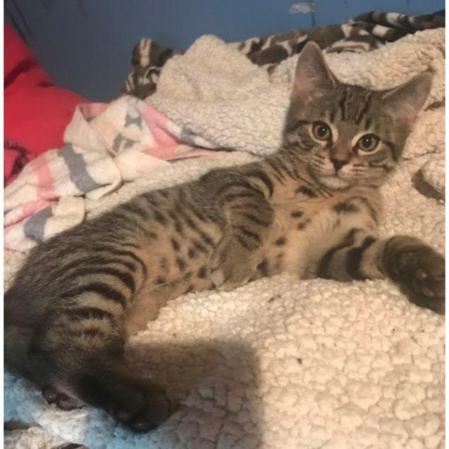 Photo of Joey