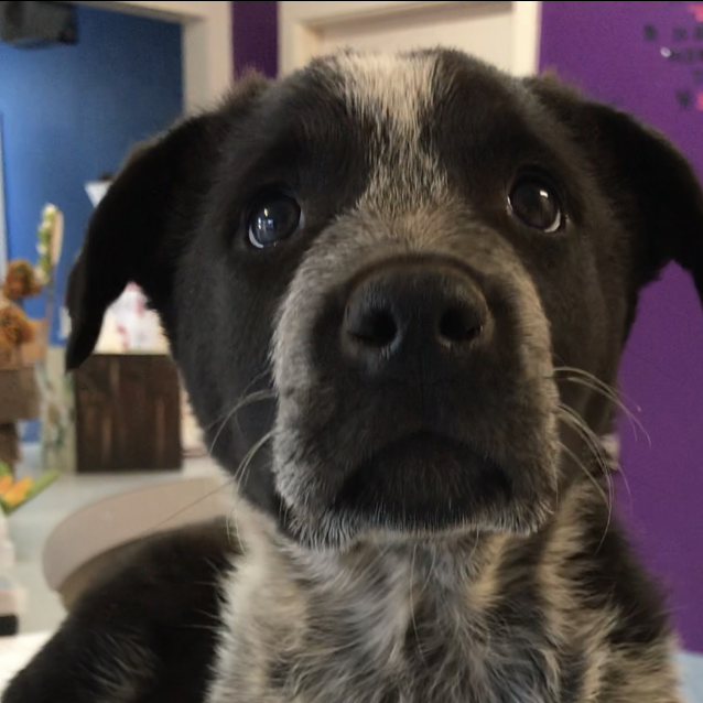 Photo of Maverick 