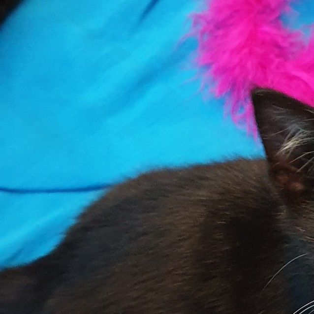 Photo of Fifi