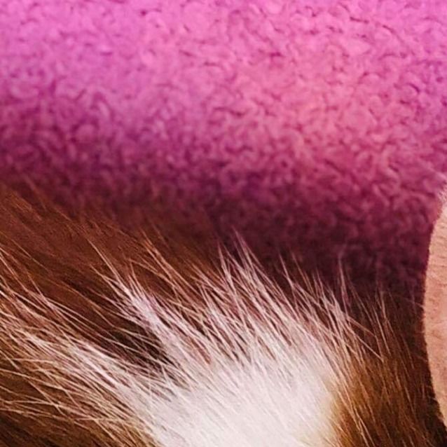 Photo of Rocket