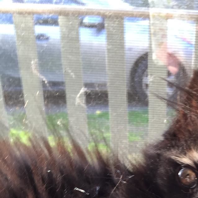 Photo of Caramel ^^Dandy Cat Rescue^^
