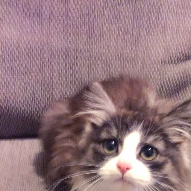 Photo of Furby