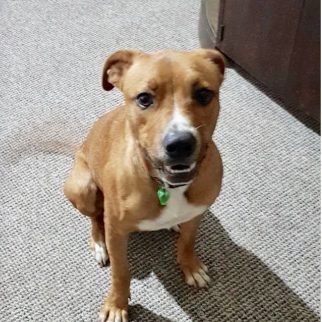 Photo of Banjo (Now On Adoption Trial)