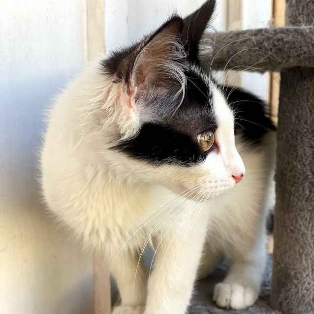 Photo of Martini