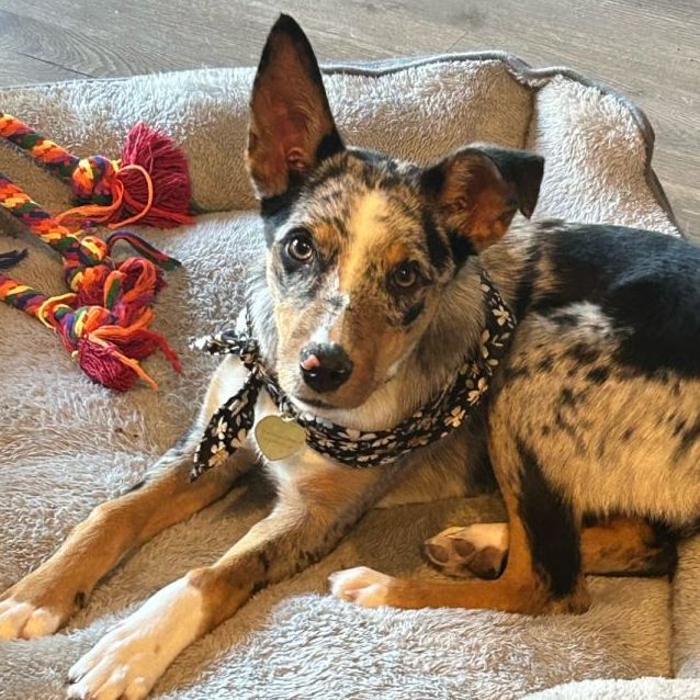 Amarina Medium Female Koolie x Kelpie Mix Dog in VIC PetRescue