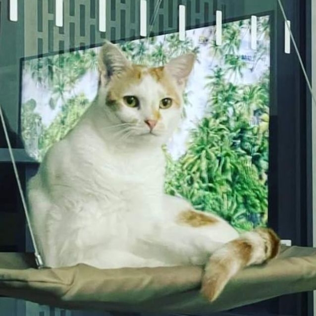 Photo of Lami