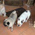 Photo of Coco 