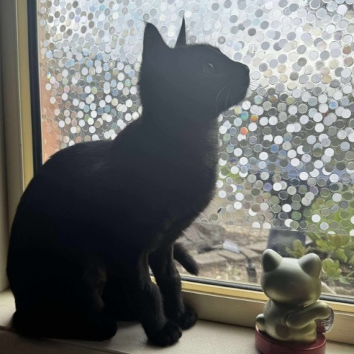 No photo for Mikapink