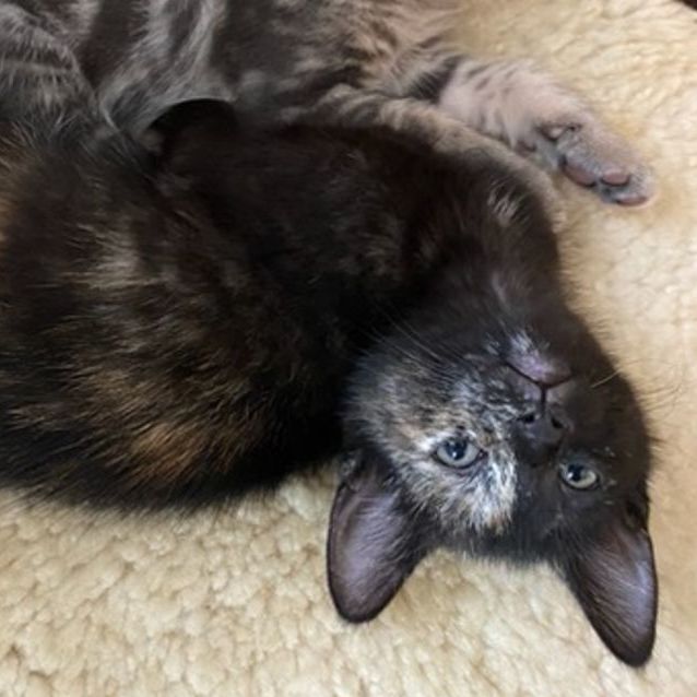 Photo of Ghost   Located In Northcote