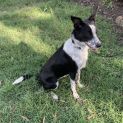 Photo of Dimity (On Adoption Trial)