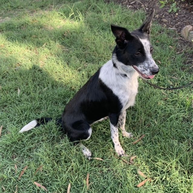 Photo of Dimity (On Adoption Trial)