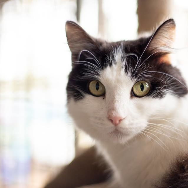 Photo of Feather. Perfect For Retiree Or Elderly!