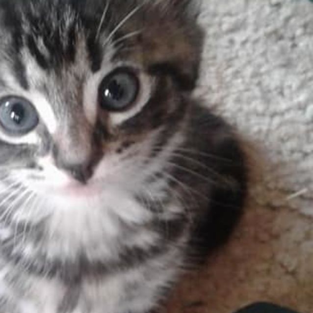 Photo of Davey ***Adoption Pending***