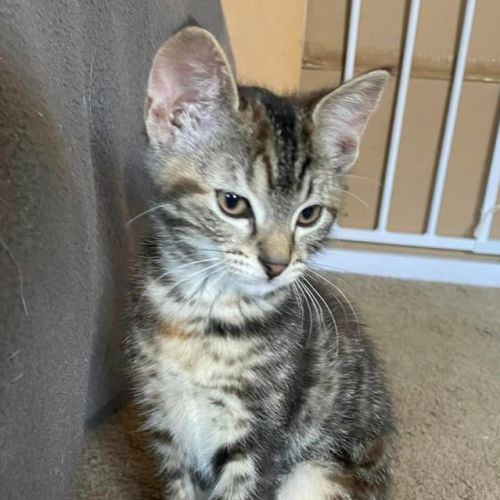 Sierra**2nd Chance Cat Rescue**