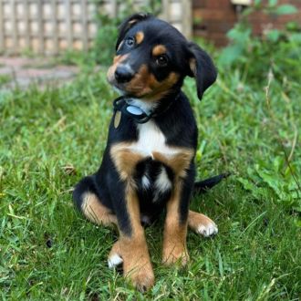 Medium Male Kelpie x Border Collie Mix Dog