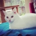 Photo of Ghost