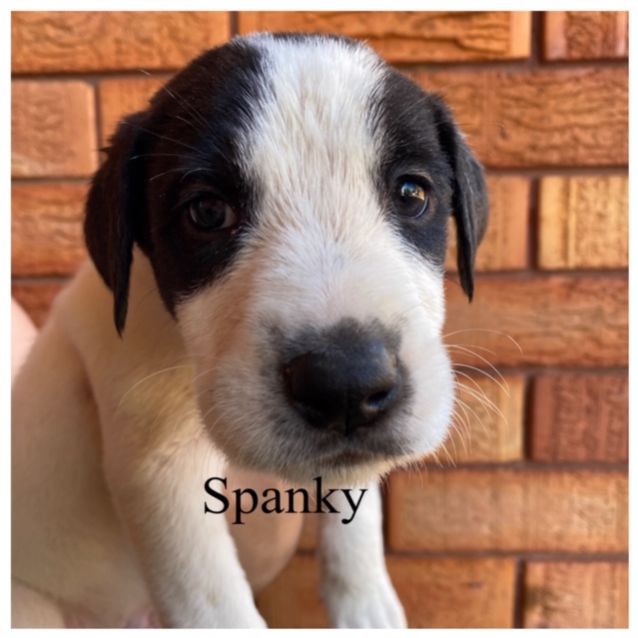 Photo of Spanky
