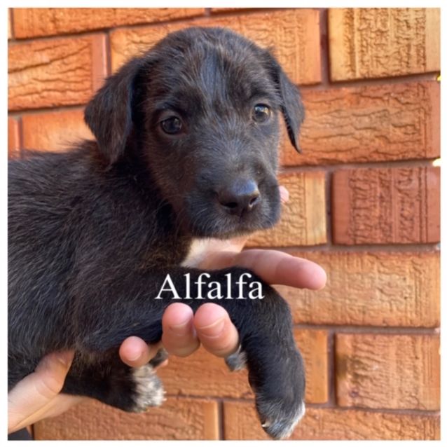 Photo of Alfalfa