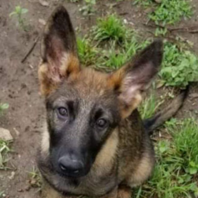 Photo of ♥ Little Emma ♥ ~ Promise I'll Grow Into My Ears