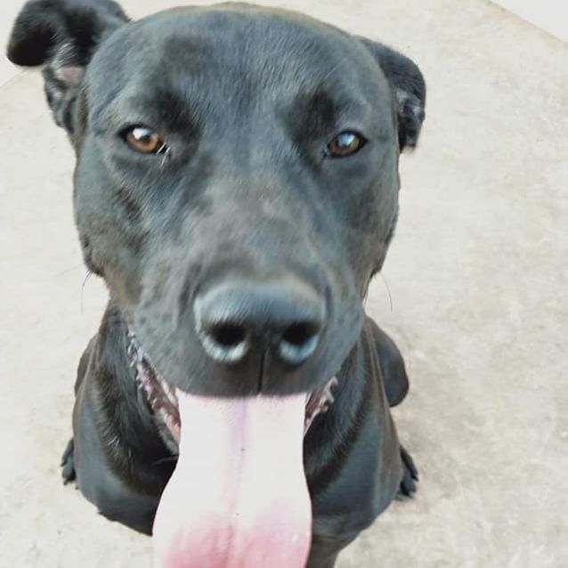 Photo of Chomper Dl2288