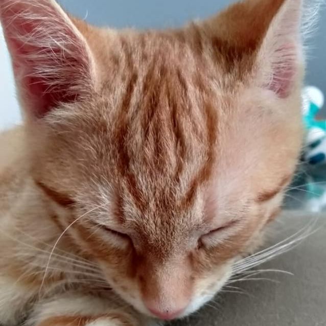 Photo of Thomas