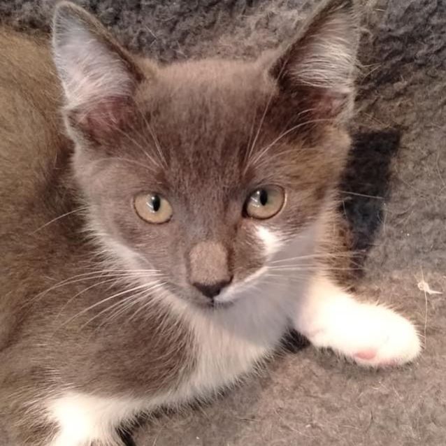 Photo of Kismet
