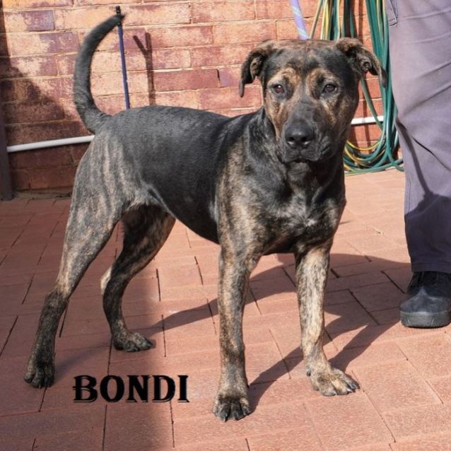 Photo of Bondi