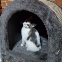 Photo of Snuggie