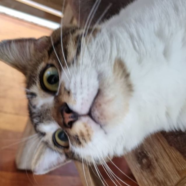 Photo of Moochy 