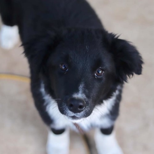 Loki