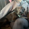 Photo of Scout