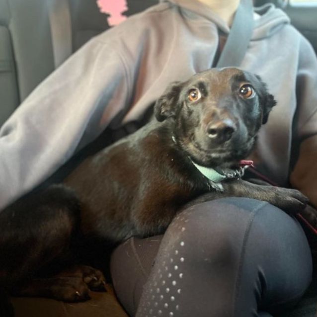 Photo of Scout 