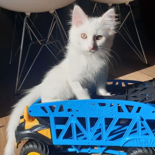 Diesel