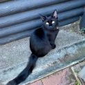 Photo of Oscar