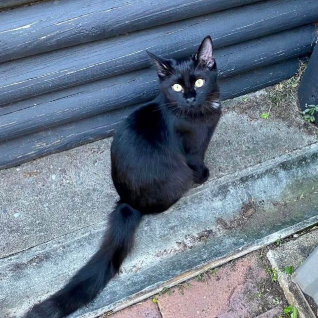 Photo of Oscar