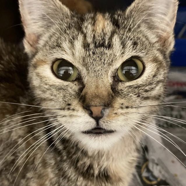 Photo of Ramona 